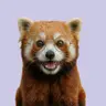 Profile picture of Alquimia Lab