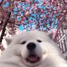 Profile picture of BuzzTemplates