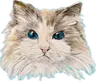 Profile picture of Sora