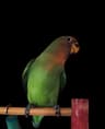 Imagen de perfil de Vicente