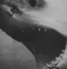 Profile picture of Tessie Jacuzzi